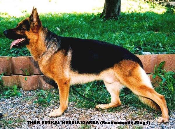 CH. Thor Euskal herria izarra