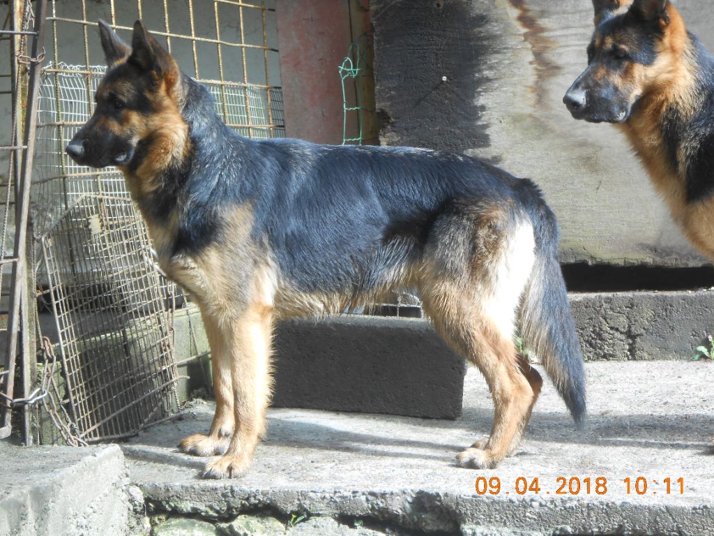 Muxu Euskal herria izarra