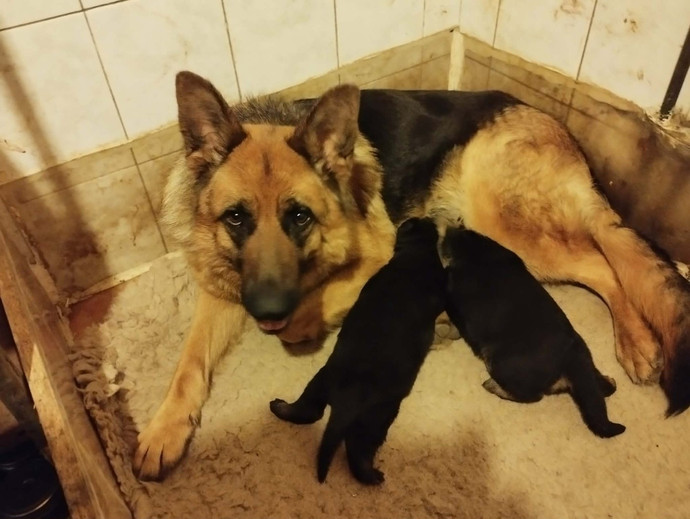 les bébés sont là