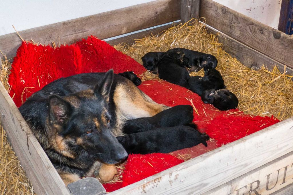 Chiot Berger Allemand Euskal herria izarra